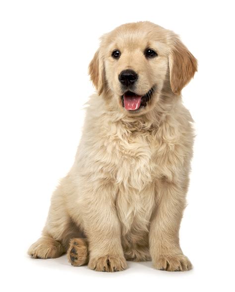 golden retriever study suggests neutering affects dog health animal