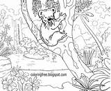 Australian Colouring Printable Koala Eucalyptus Koalas sketch template