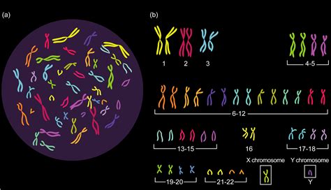 Basic Chromosome Confusion Biology