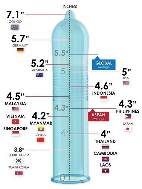 what s the average size of an adult human penis does the