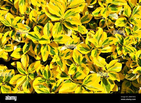 green yellow hedge stock photo alamy