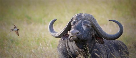 african buffalo african wildlife foundation