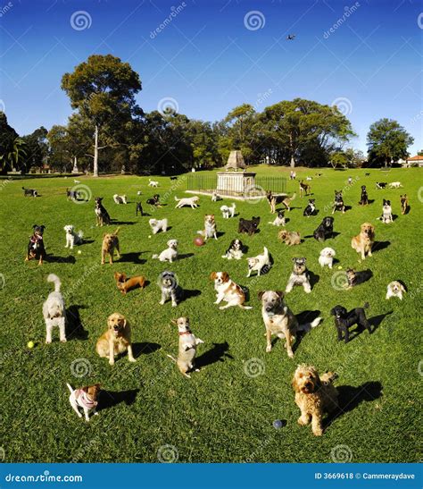 honden  het park stock foto image  dogma labrador
