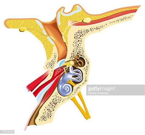 eustachian tube stock illustrations and cartoons getty images