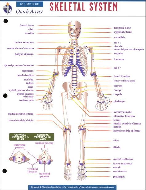 skeletal system activities modernhealcom