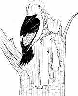 Woodpecker Coloring Pages Red Headed Woodpeckers Printable Kids Gif Bird Clipart Supercoloring Choose Board Drawing Pixels Categories sketch template