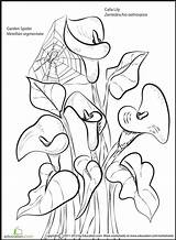 Calla Coloring Lily Pages Lilies Flowers Flower Printable Getcolorings Designlooter Colouring Cool Drawing Choose Board 73kb 411px sketch template
