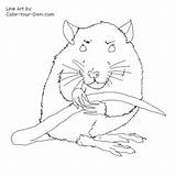 Rat Coloring Pages Pet Color Getdrawings Printable Getcolorings sketch template