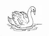 Swan Printable Coloring Print Pages Cygne Animals Coloringbay sketch template