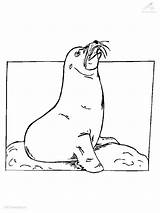 Coloring Sealion Seals Drawing Color Drawings Animal Animals Seal Viewed Kb Size sketch template