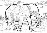 Elefant Malvorlage Elefanten Ausmalen Ausmalbild Kinderbilder Kostenlose Afrikanische öffnen Agustus Senin sketch template