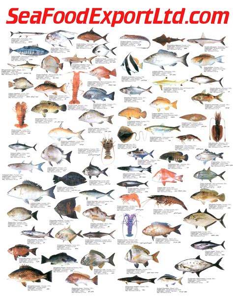 animal science ocean animals sea fish