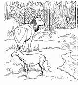 Deer Coloring Pages Coloringpages1001 Adults Nature sketch template