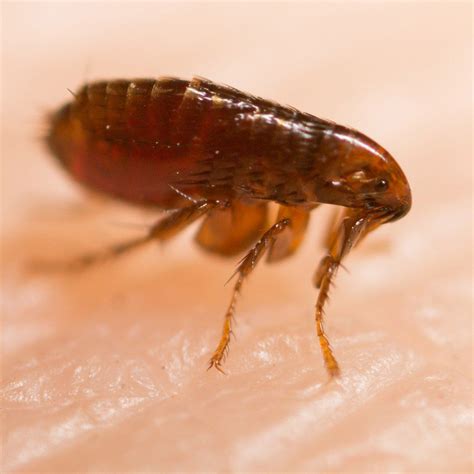 how to get rid of fleas fleas