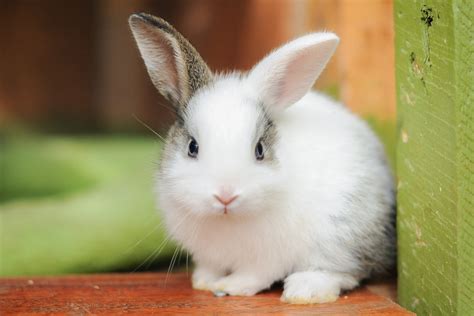 cutest bunnies youll    home readers digest canada