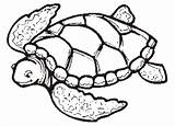 Coloring Turtle Book Popular Pages sketch template