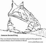 Frog Horned Toad Dart Frogs Sketchite sketch template