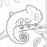 Chameleon Coloring Pages Template Printable Lizard Outline Drawing Animal Cameleon Mixed Color Carle Book Colouring Eric Sheets Colour Print Books sketch template