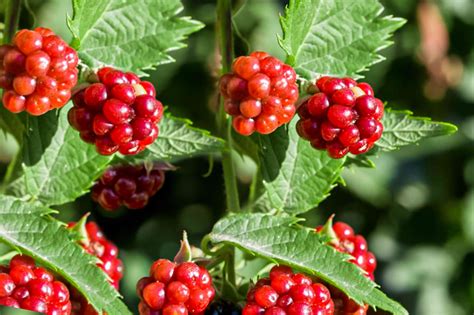 berry plants  edible landscaping
