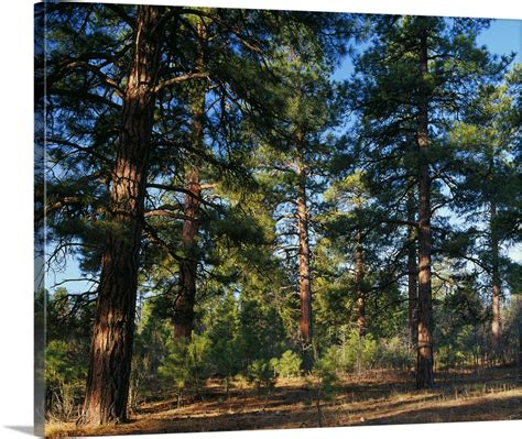 ponderosa pine tree forest kaibab national forest arizona wall art canvas prints framed