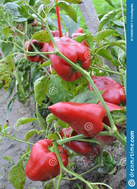 The Fruits Of Sweet Pepper Ripened On The Bush Stock Image Image Of