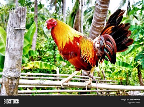 golden rooster stock photo stock images bigstock