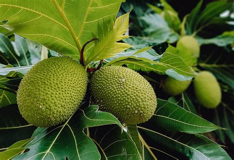 growing breadfruit tree  varieties planting guide care problems  harvest