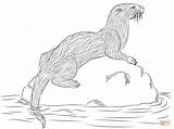 Otter Coloring Pages Sea Otters Printable Google River Kids sketch template