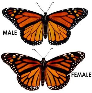 monarch  biology life cycle