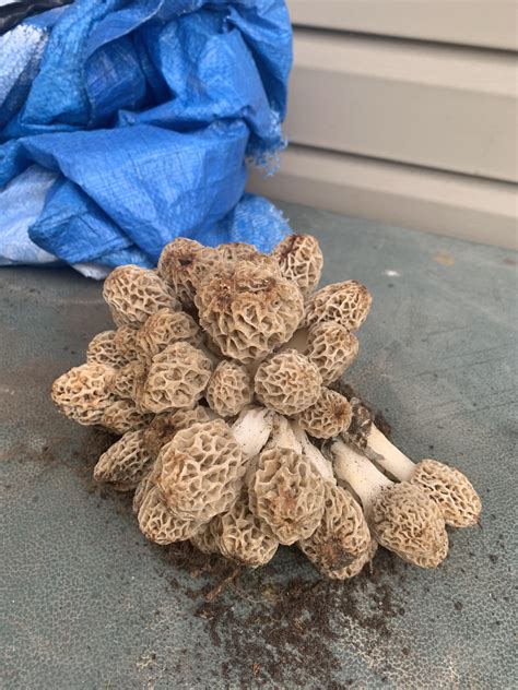 happy to say that morels are popping in western ma found more than a