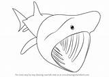 Shark Basking Draw Step Drawing Tutorials Drawingtutorials101 Make Animals Fishes sketch template