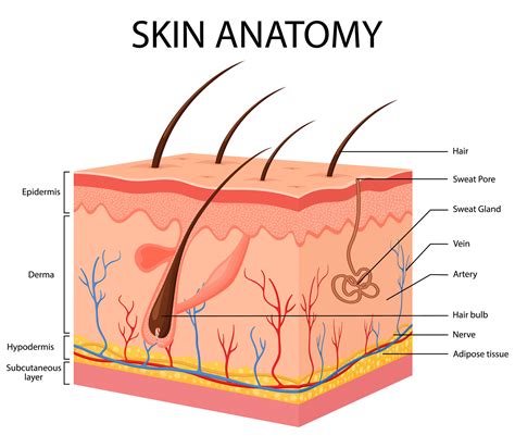 huid droge huid integraal medisch centrum