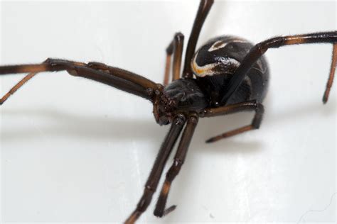 file latrodectus hesperus black widow spider immature female