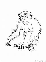 Coloring Chimpanzee Getcolorings sketch template