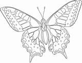 Butterfly Coloring Pages Hard Kids Printable Color Coloring4free Animal Butterflies Adults Drawings Challenging Older Sheets Fb Stencils Drawing Colouring Grown sketch template
