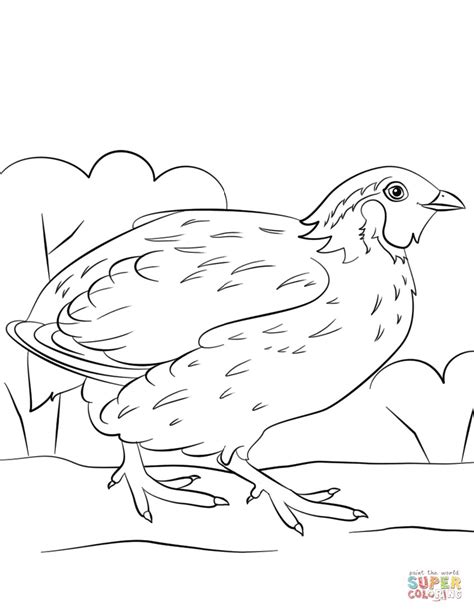 quail coloring page  getdrawings