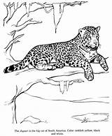 Coloring Jaguar Drawings Pages Animal Zoo Animals Sheets Book Colouring sketch template