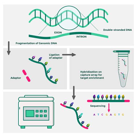 exome sequencing