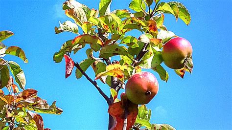 apple tree   pollinating  tree