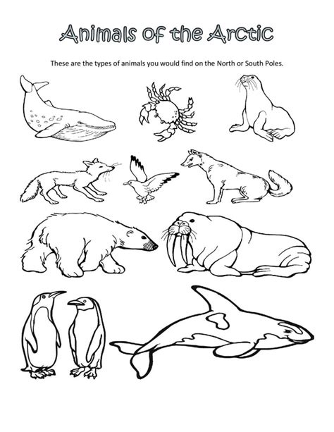 arctic animals coloring pages  preschoolers  getdrawings