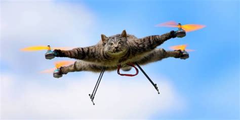 drone gato blog viiish
