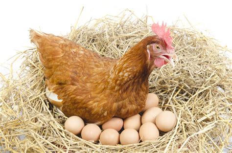 gallina como ponen huevos