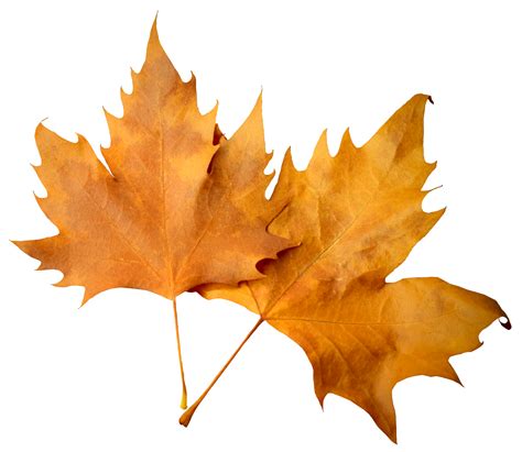 autumn leaves png transparent images pictures  png arts