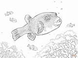 Fish Coloring Pages School Puffer Color Colouring Blue Printable Red Getcolorings Getdrawings Comments sketch template