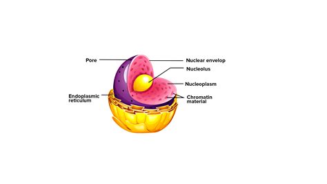 nucleus important   plant cell
