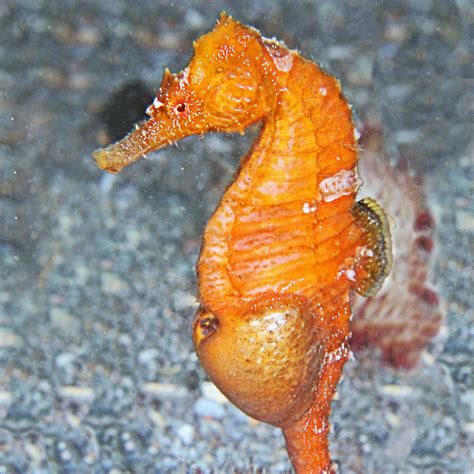 save  seahorses  seahorse trust