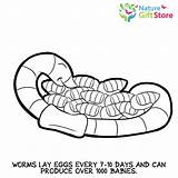 Earthworms sketch template