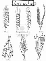 Barley Millet Cereals Rye Illustrazione Disegnata Cereali Oats Getreide Cereales Trigo Maize Millets Cebada 123rf Oat Designlooter Webstockreview sketch template