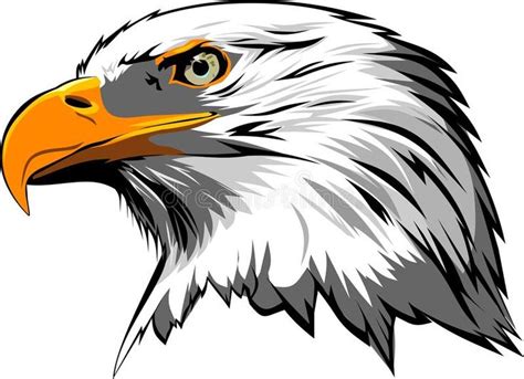 eagle head royalty  illustration eagle cartoon eagle drawing
