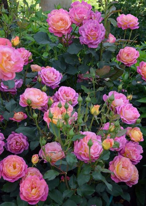 Пин от пользователя brooke caron на доске flowers Розовый сад Розы и Цветоводство